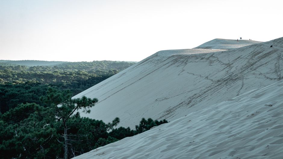 Majestic sand dunes extending into the lush green forest under a clear sky.