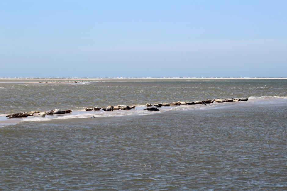 A group of seals lounging on a sandbar along the scenic Friesland coastline under a clear blue sky.