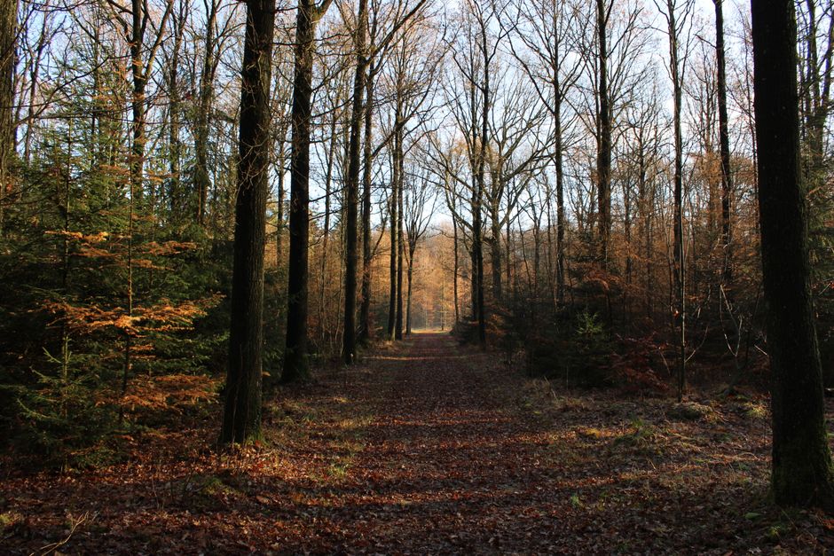 Explore a serene leaf-covered path through a bare forest in Netherlands, capturing the essence of autumn.